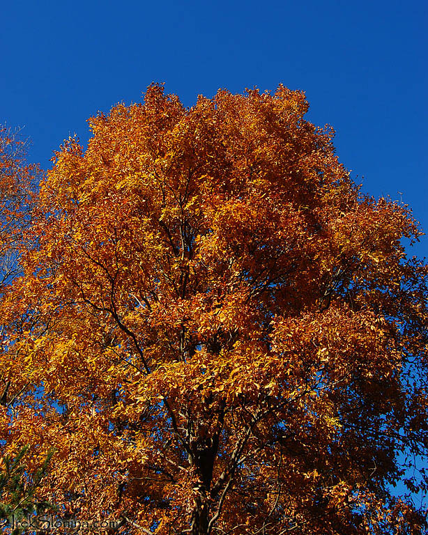 Arboretrum Fall's colors