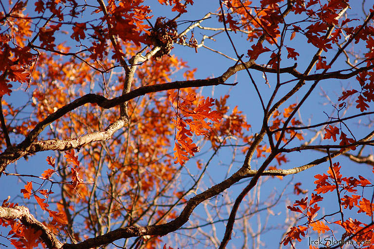 Arboretrum Fall's colors